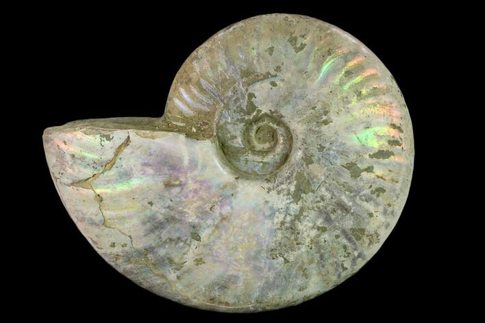 Silver Iridescent Ammonite (Cleoniceras) Fossil - Madagascar #137397